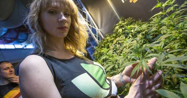 Canapa Marijuana