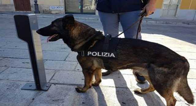 Cane Antidroga