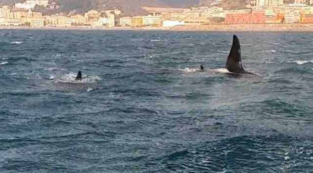 Orche Genova