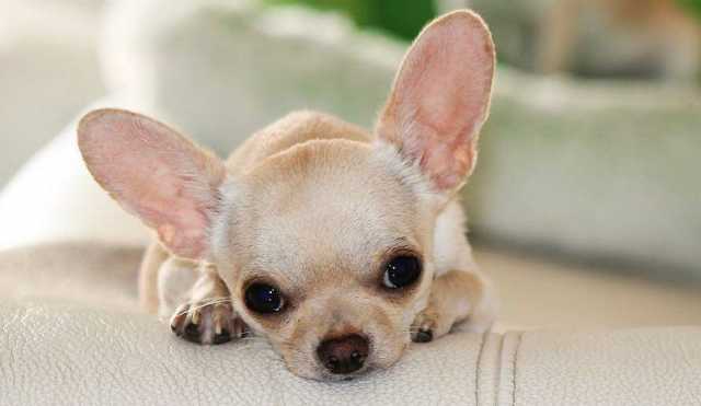 Chihuahua