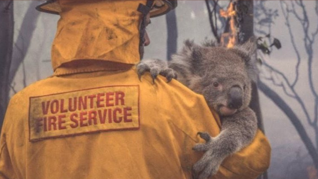 Koala Australia