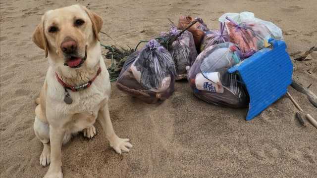 Farah Il Cane E La Spazzatura