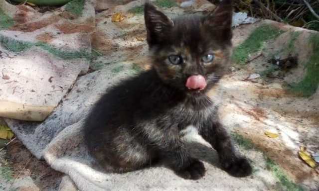 Gatto Strada