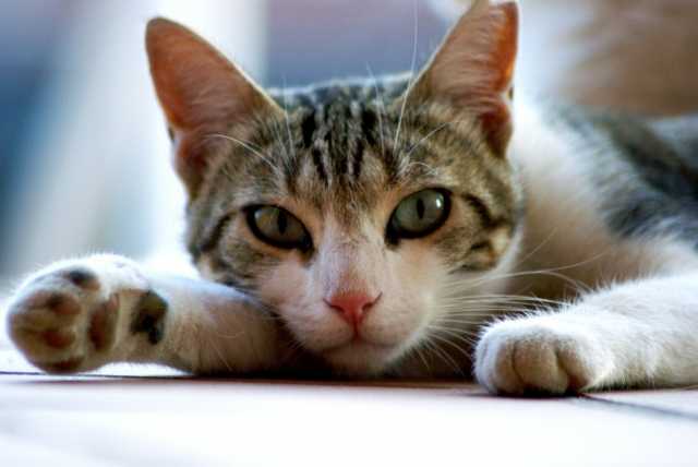 Gatto Positivo