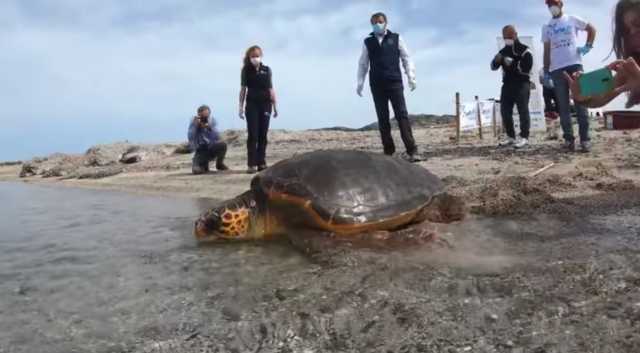 Tartaruga Eva Asinara