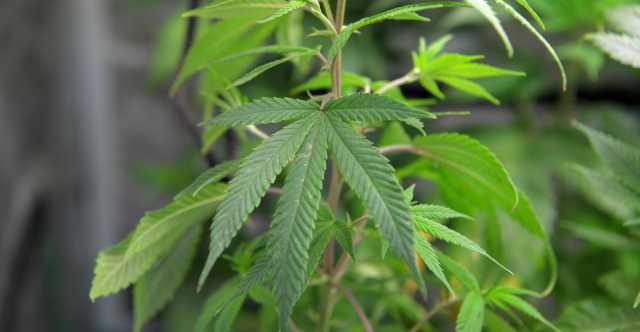 Marijuana Santelia