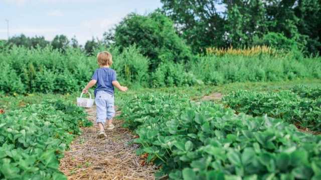 Emergèntzia Covid, dae sa Regione Sardigna prus de 38 milliones pro sas impresas agriturìsticas, sas ftorias didàticas e de s’agricoltura sotziale.