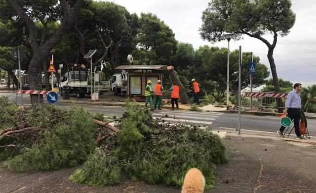 Alberi Buoncamino
