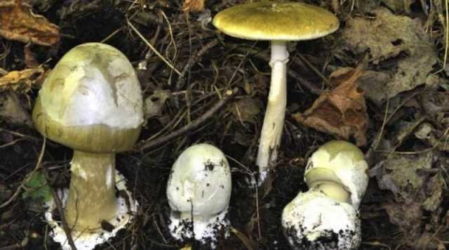 Amanita Phalloides 800x445
