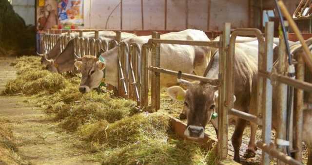 Mucca