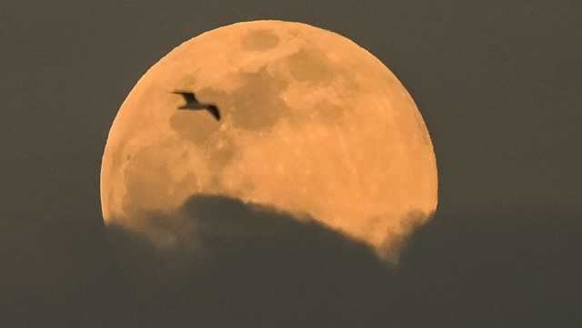 Nasa Acqua Luna