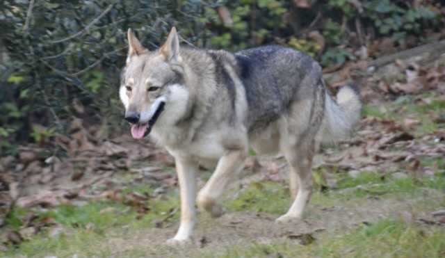 Cane Lupo Cecoslovacco