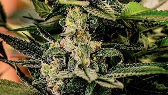 Cannabis Dr