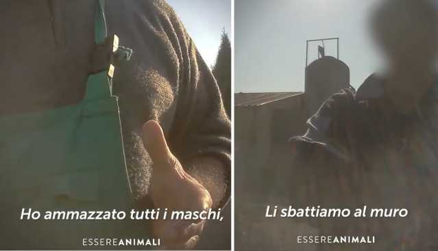 Animalisti