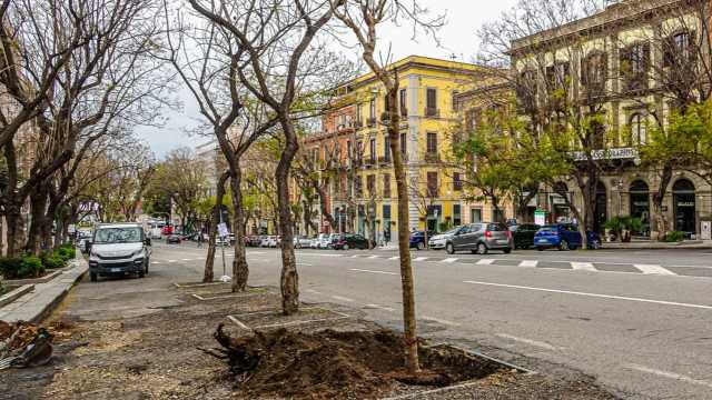 Jacaranda Nel Largo Carlo Felice