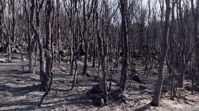 Incenid Oristanese