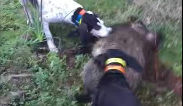 Cani Cinghiale