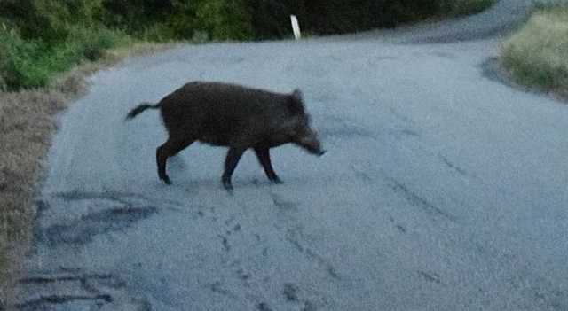 Cinghiale