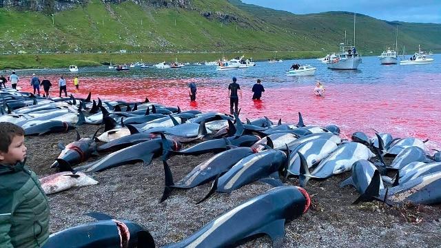 Mattanza Delfini Faroe