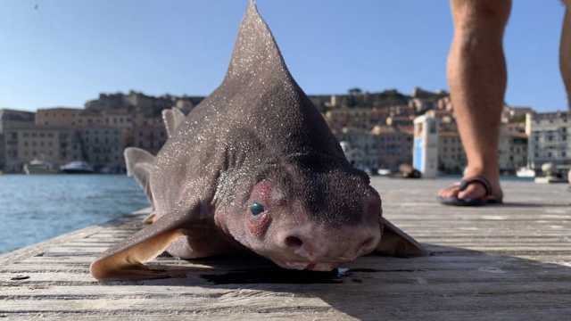 Pesce Porco