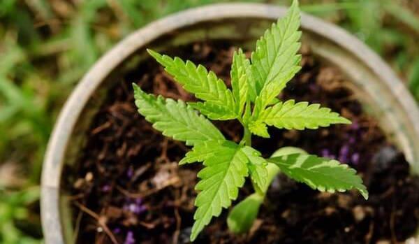 Piantina Cannabis