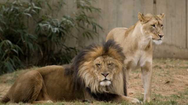 Tigrfi E Leoni