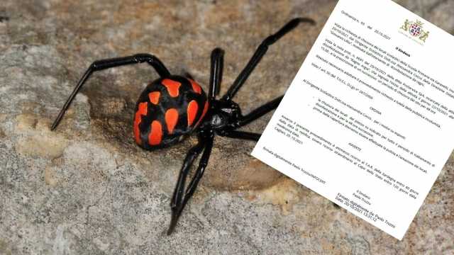 Argia Ok