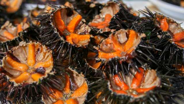 Riccio Di Mare OOOO