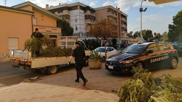 Cannabis Sestu
