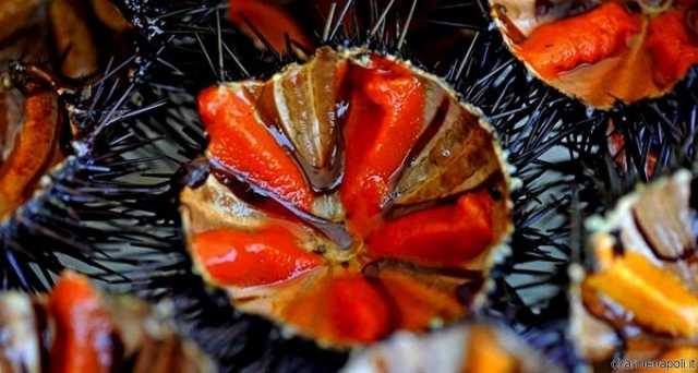 Ricci Di Mare