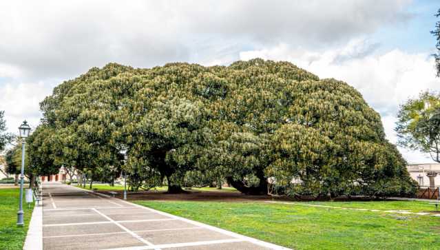 GIARDINI PUBBLICI CAGLIARI WRN