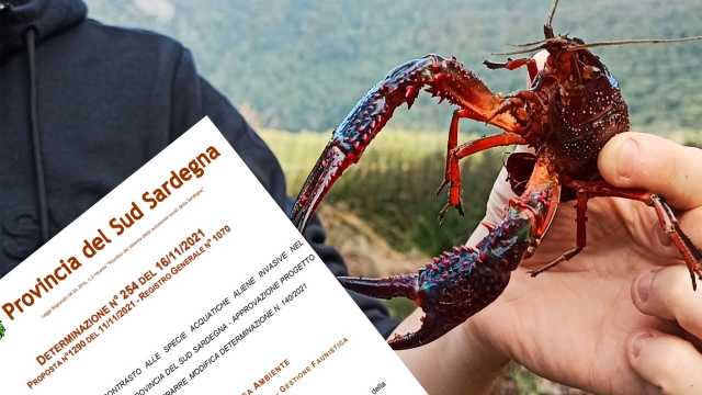 Gambero Killer 