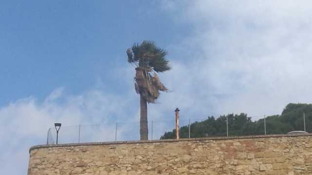 Palma sferzata dal maestrale a Cagliari