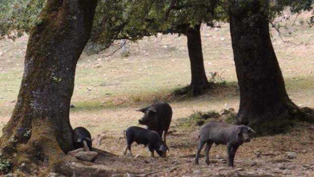 Peste suina Sardegna 