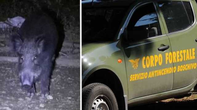 Cinghiale ucciso 