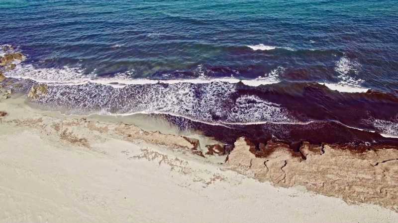 Posidonia