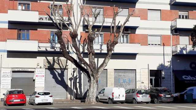 Un albero capitozzato in viale Trieste 