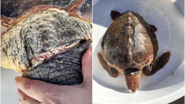 La caretta caretta