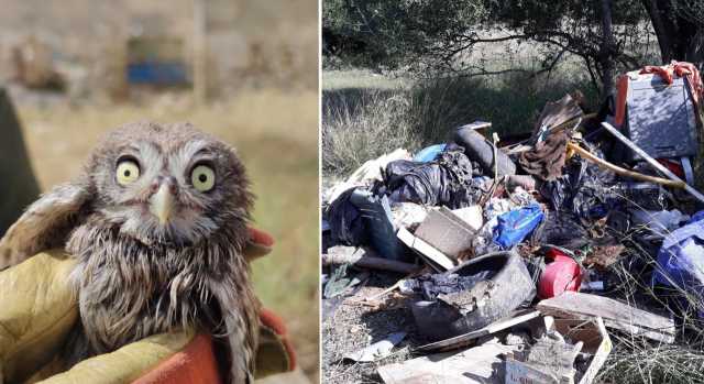 Parco di Molentargius, dai rifiuti abbandonati al salvataggio di animali selvatici: il bilancio dei Forestali
