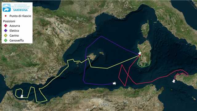 Il percorso delle caretta caretta