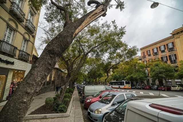 Cagliari jacarande