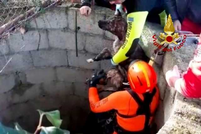 Il cane salvato dai vigili del fuoco