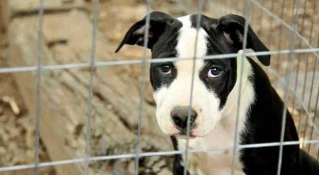 A Pula 600 euro per chi adotta un cane dal canile