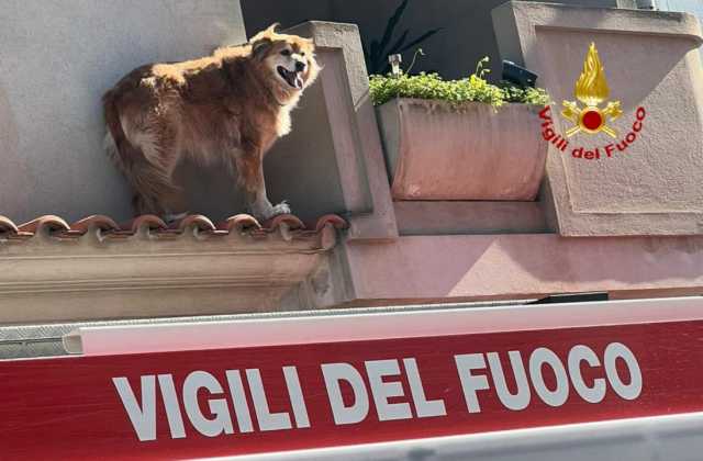 Il cane salvato dai vigili del fuoco 