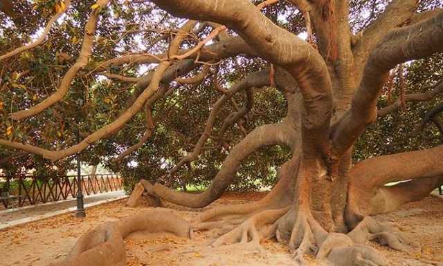 Il ficus ai giardini pubblici 