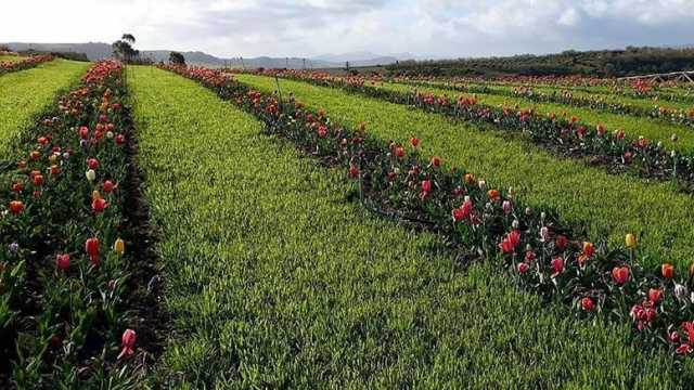 Tulipani in Sardegna