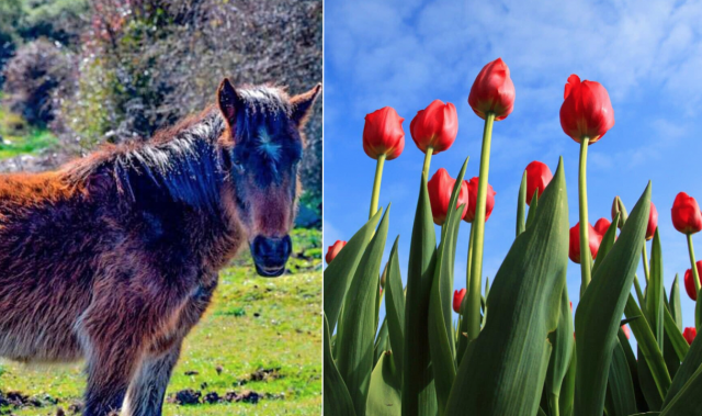 Giara  e tulipani