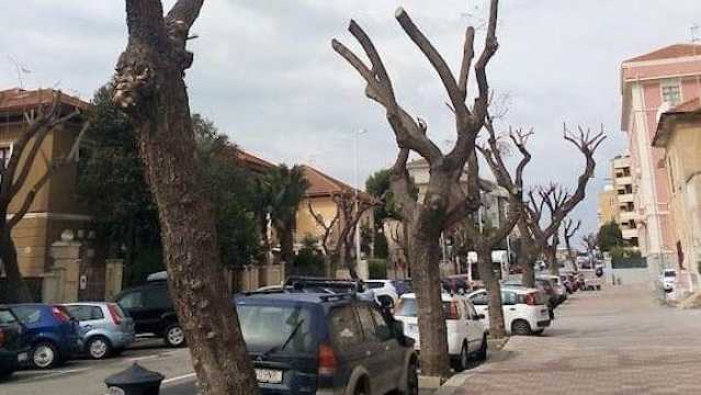 Gli alberi