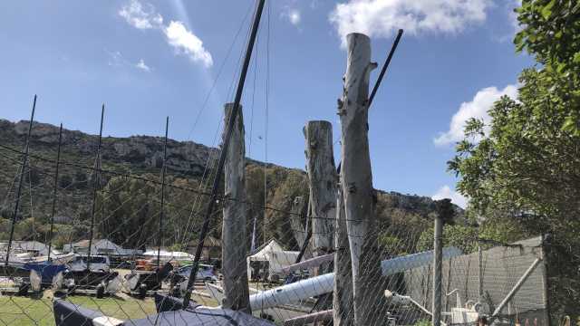 Alberi decapitati a Marina Piccola