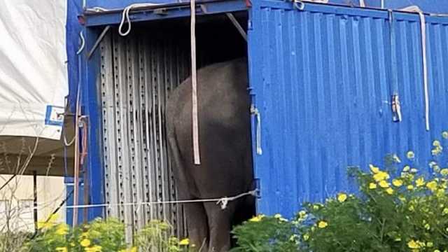 L'elefante rinchiuso